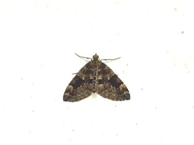 Gelobd halmuiltje,Oligia strigilis.JPG